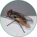 VidiaOil